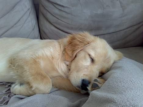 Golden retriever Alfa billede 11