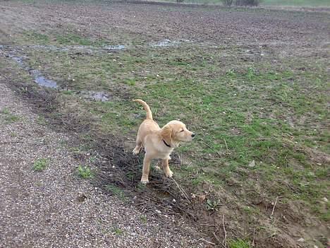 Golden retriever Alfa billede 12