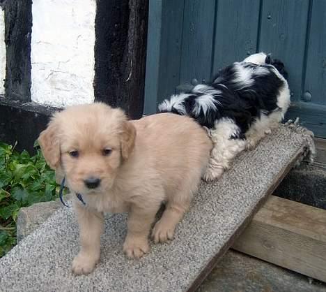 Golden retriever Alfa billede 13