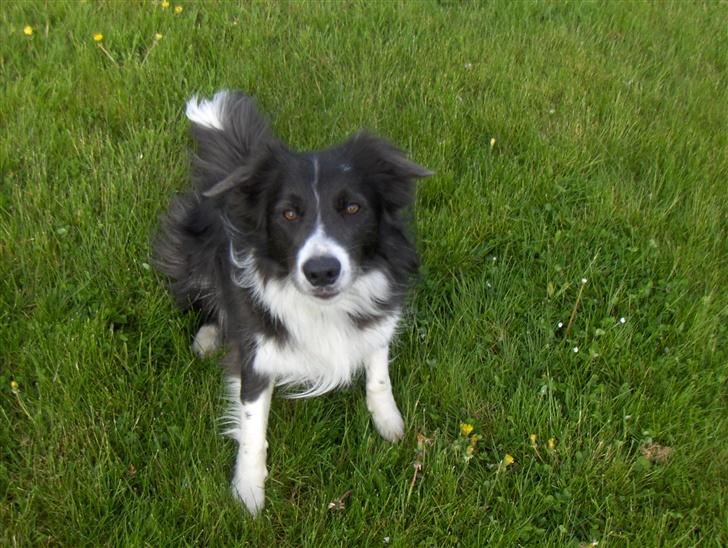 Border collie Rocky R.I.P. - Rocky du er meget smuk billede 13