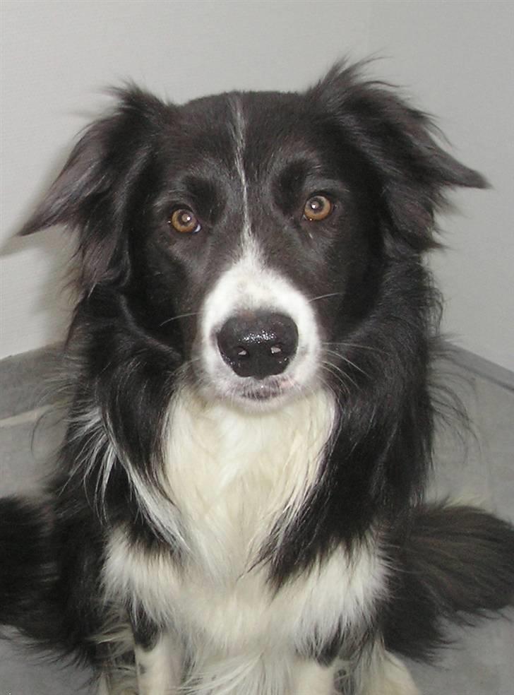 Border collie Rocky R.I.P. - Rocky og Sheila billede 14