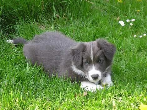 Border collie Rocky R.I.P. - Smukke lille Rocky kun 8 uger..  billede 15
