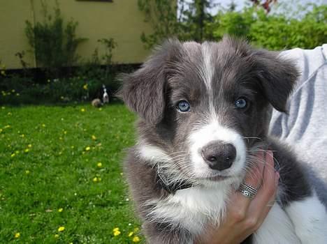 Border collie Rocky R.I.P. - 8 uger er han ik vidunderlig billede 16