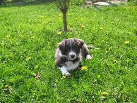 Border collie Rocky R.I.P. - 8 uger min egen lille smukke baby billede 17