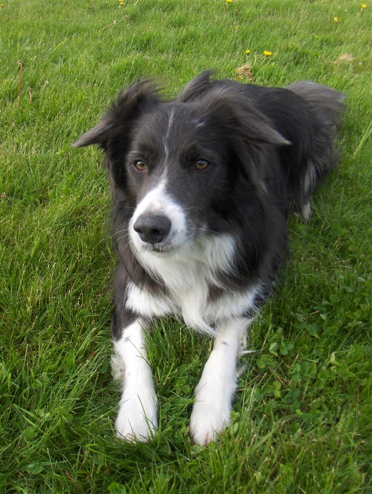 Border collie Rocky R.I.P. - Rocky håber vidst på at vi skal lege billede 18