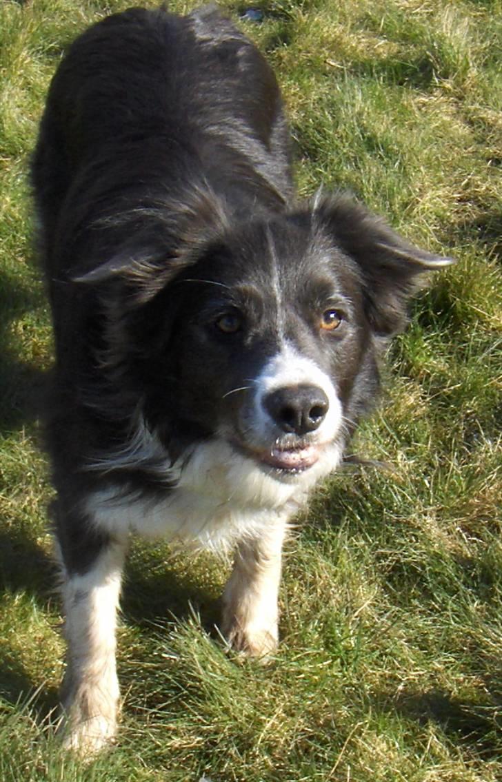 Border collie Rocky R.I.P. - min dejlige dreng billede 19