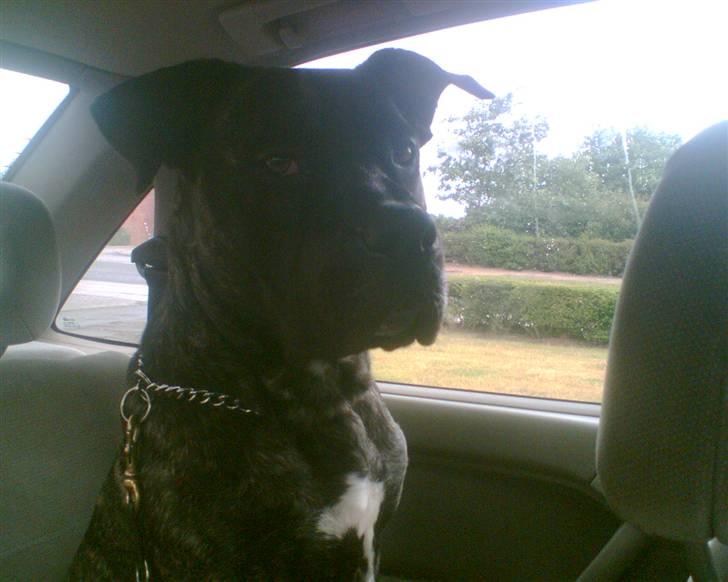 Dogo canario Flemming billede 20