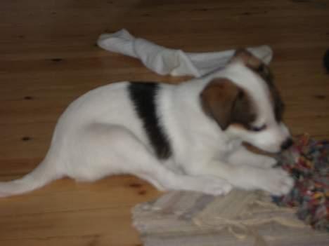 Dansk svensk gaardhund *MullePigen*  R.I.P... - He he den er god at bide i.... billede 5