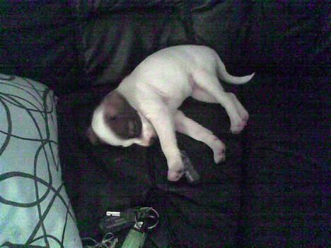 Dansk svensk gaardhund *MullePigen*  R.I.P... - Jeg tager mig lige en morfar.... billede 6