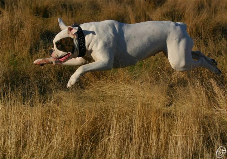 Amerikansk bulldog ¤ANNA¤  billede 20