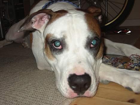 Blanding af racer *Bella*(Mus). R.I.P - Også lige tæt på... 2007 billede 16