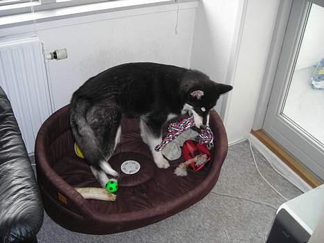 Alaskan malamute Simba billede 15