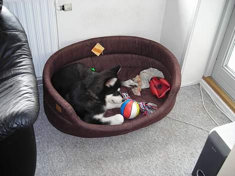 Alaskan malamute Simba billede 16