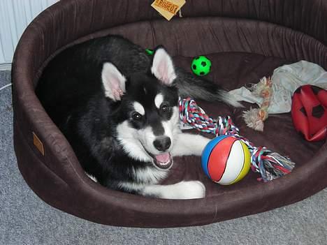 Alaskan malamute Simba - se mig ligge her og vente på at lave ulykker billede 17