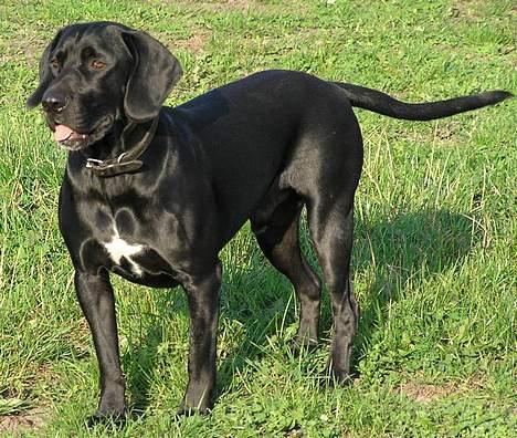 Blanding af racer Sofus - Det sommer det er sol og det er søndag ;o) næsten.. hehe men solen skinnede da i det mindste hehe.. billede 10