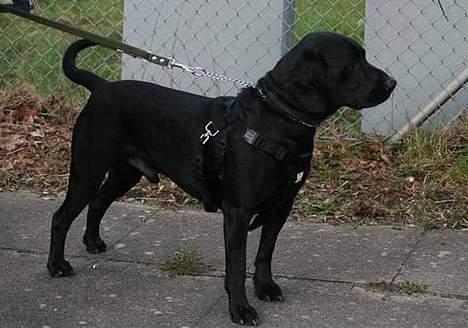 Blanding af racer Sofus - Soffus og min´s første tur til hundetræf 10. marts 07 billede 11