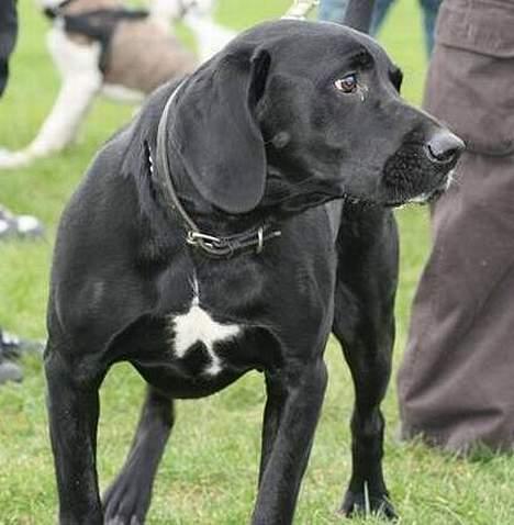 Blanding af racer Sofus - Soffus til hundetræf 10. marts 07 billede 12