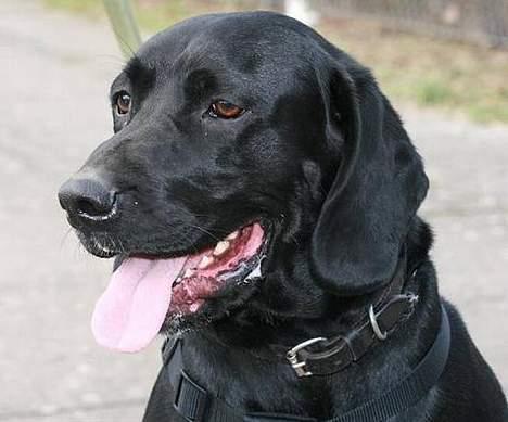 Blanding af racer Sofus billede 13