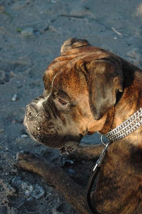 Boxer zep billede 6