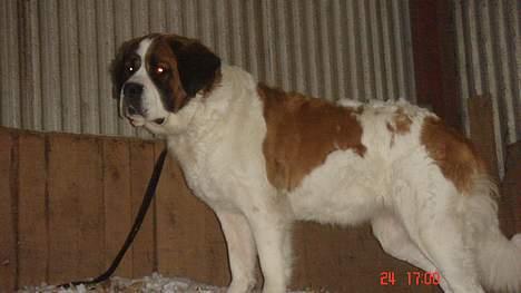 Sankt bernhardshund Daisy billede 16