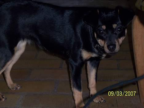 Blanding af racer Bandit billede 2