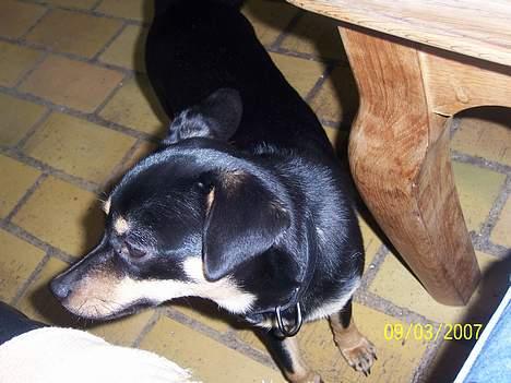 Blanding af racer Bandit billede 3