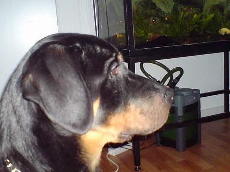 Rottweiler Tyson .. R.I.P billede 2