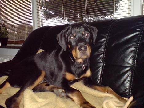 Rottweiler Tyson .. R.I.P billede 3