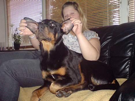 Rottweiler Tyson .. R.I.P billede 4