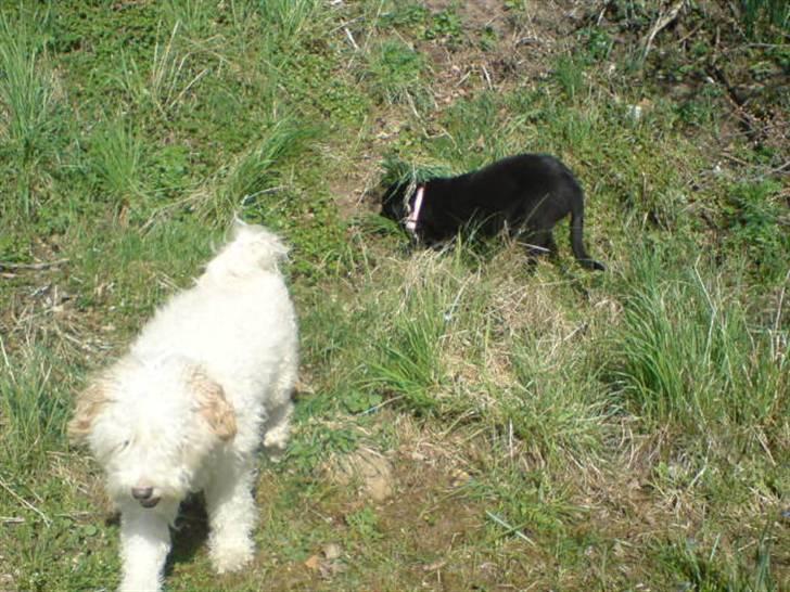 Blanding af racer Ricki - Nyt: Lad mig komme væk fra den mobil... billede 10