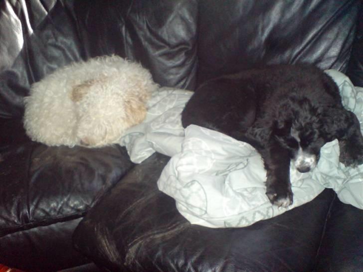 Blanding af racer Ricki - Nyt: Sofa hygge... billede 11