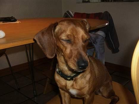 Blanding af racer Trunte - trunte [:.som voksen hund billede 11