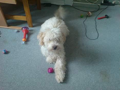 Blanding af racer Ricki - Nyt: Ricki leger med kattens bold... billede 12