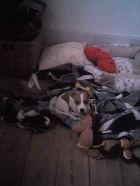 Jack russell terrier Bandit - Mig i mit lille legehjørne!  billede 8