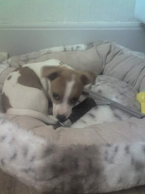 Jack russell terrier Bandit - Den her er for lækker. billede 9