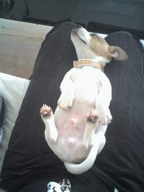 Jack russell terrier Bandit - Min yndlings putte stilling! billede 10