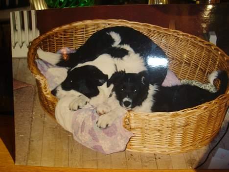 Border collie molly - her er vores gamle mia og molly, mia døde i sommer ferien hun blev 16 år og var osse border colli   billede 6