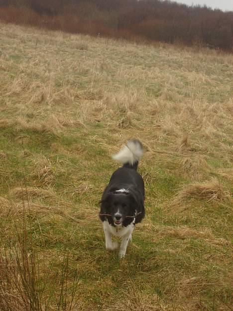 Border collie molly billede 7