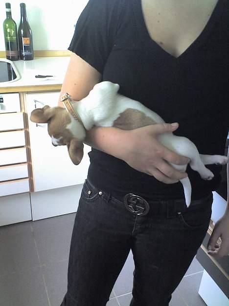 Jack russell terrier Bandit - Jeg er bare en lille baby!  billede 11