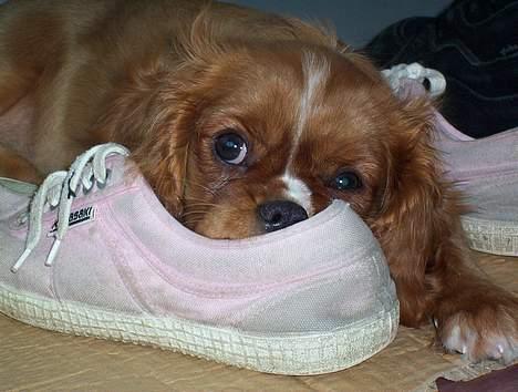 Cavalier king charles spaniel Düchess  [Himmelhunden] - Hehe en sko er god at tage en lur sammen med :D billede 1