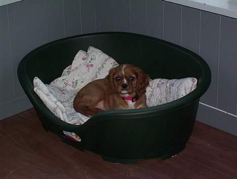 Cavalier king charles spaniel Düchess  [Himmelhunden] - Aller første dag hjemme. 10 uger og 1 dag gammel.  billede 2