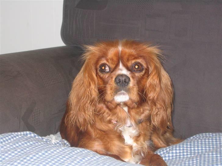 Cavalier king charles spaniel Düchess  [Himmelhunden] - Feder den og ser fornærmet ud på sofaen :D  billede 3