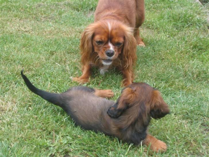 Cavalier king charles spaniel Düchess  [Himmelhunden] - Düchess og lille Henna mødes for første gang. det gik bare så fint.  billede 4