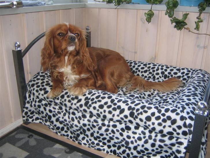 Cavalier king charles spaniel Düchess  [Himmelhunden] - Hertuginden der ligger og troner den i sengen :D  billede 5