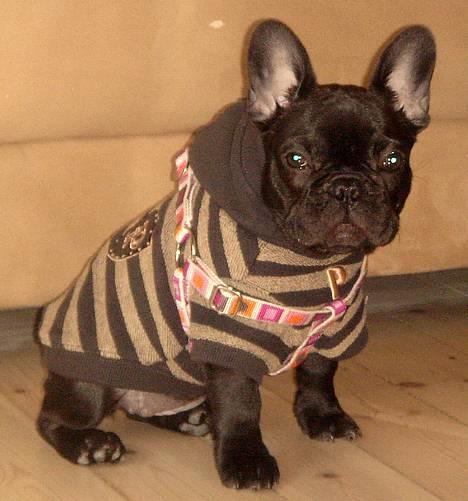 Fransk bulldog Helimo's Mocca billede 14