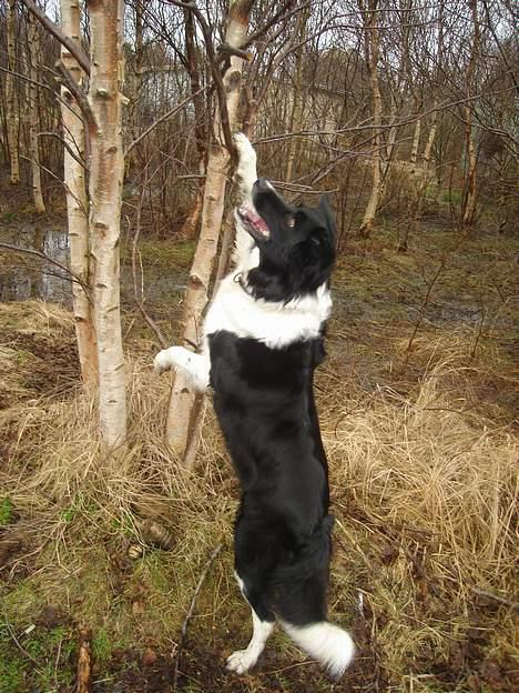 Border collie molly - her er hun i fuld gang med og få en pind ned fra træet  billede 8