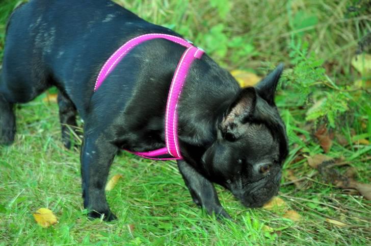 Fransk bulldog Helimo's Mocca billede 15