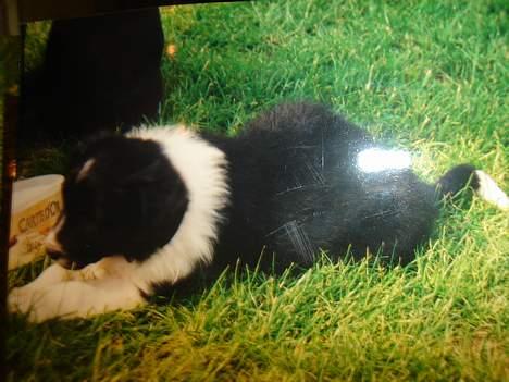 Border collie molly - billeder af hende som hvalp  billede 9