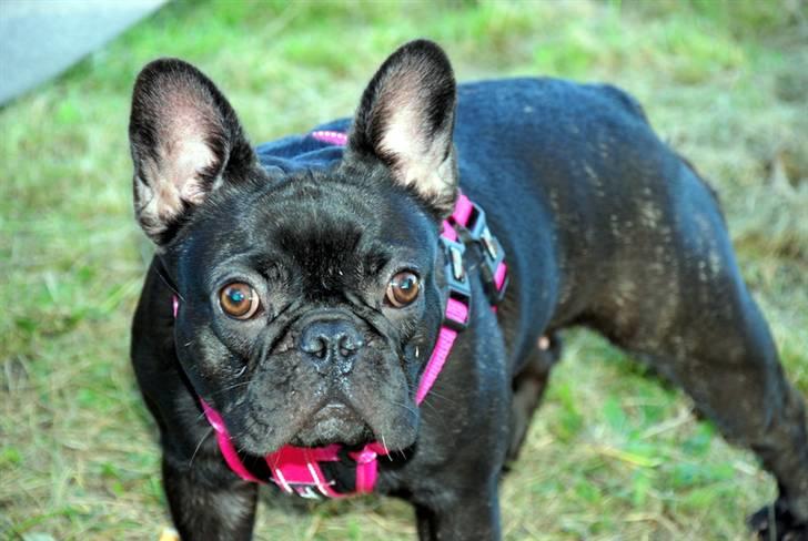 Fransk bulldog Helimo's Mocca billede 16