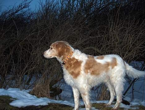Breton Mikki - På tur :) billede 14